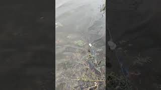 fishing fiish beachfishing fish filefish carpfishing fihing carp fiahing videogama [upl. by Matless51]