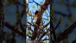 Brambling Singing Bjørkefink sang Bergfink gesang Pinson du Nord Chant Keep Geluid shorts Hovden [upl. by Analem740]