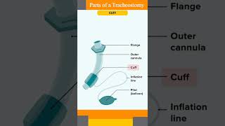 tracheostomy tube l tracheostomy tube parts shorts behere anatomy [upl. by Attenej]