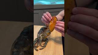 Pet LOBSTER 🦞 MOLTS For the first time🤯 [upl. by Etireuqram]