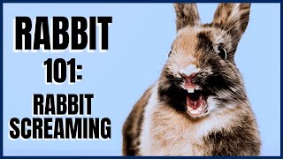 Rabbit 101 Rabbit Screaming [upl. by Eanrahc]