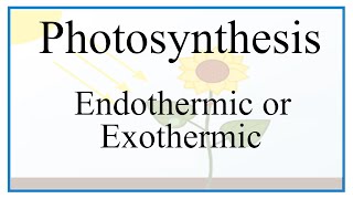 is photosynthesis endothermic or exothermic [upl. by Weywadt]