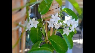 Amazing and Most Beautiful Stephanotis Wedding Flowers [upl. by Damek]