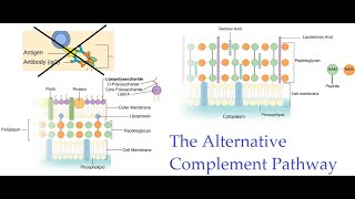 L50 The Alternative Complement PathwayThe Complement Pathway [upl. by Faust230]