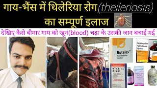 गाय  भैंस में थिलेरिया रोग का पूरा इलाज़treatment of theileriosis in cattle [upl. by Muriah]