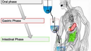 Pancreatic Lipase Activity Assay for In Vitro Food Digestion 2014 Minekus et al Food amp Function [upl. by Ydollem]