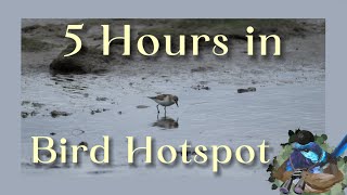 I spent 5 Hours in Victorias top Birdwatching Hotspot [upl. by Acinnad]