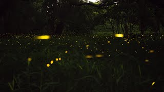 Summer Night Ambience amp Sounds  Crickets Cicadas Frogs  White Noise  12 Hours [upl. by Onitnatsnoc591]