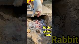 The Meet rabbit giving birth 😋 khargosh बच्चा  crazyvlog shortvideo shorts [upl. by Dante553]