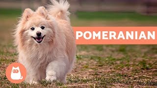 All About the POMERANIAN  Characteristics and Care [upl. by Nyrrek]