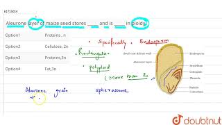 Aleurone layer of maize seed stores  and is  in ploidy [upl. by Oni]