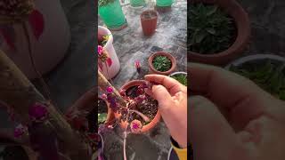 How to grow Gomphrena at home from seedsgomphrenaPlantsYoutubeshortsshorts [upl. by Nnaeiram81]