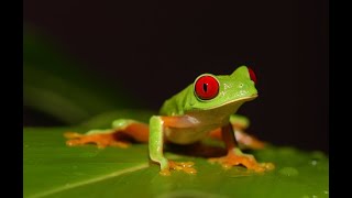 LEJANO ORIENTE  Documental Naturaleza HD 1080p  Grandes Documentales [upl. by Bonnie]