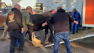 Pferdetransporter warten Zuidlaardermarkt NL wohin geht die Reise 17 102023 [upl. by Yllil]