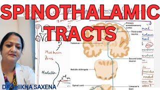 Spinothalamic tracts Anterior and Lateral Spinothalamic Ascending Tracts [upl. by Enehpets97]