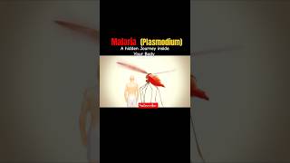 Malaria Plasmodium shortmalaria malariaplasmodium [upl. by Julietta105]