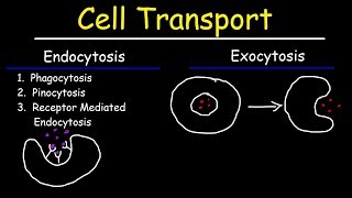 Cell Transport  Endocytosis Exocytosis Phagocytosis and Pinocytosis [upl. by Atirehc]