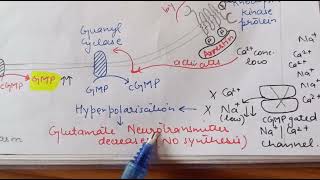 GPCR  In Vision Pathway  Cell signaling  CSIR NET Life Sciences [upl. by Hayward]