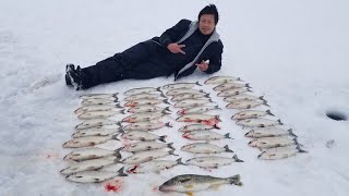 Tullibee ice fishing on Mille Lacs Lake MN 02012020 [upl. by Fee]