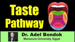 Taste Pathway Dr Adel Bondok [upl. by Switzer747]