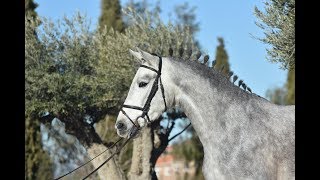 ROMANTICA DE SUSAETA 164  SPANISH MARE FOR SALE [upl. by Elton]