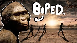 How do we KNOW Lucy Australopithecus afarensis was BIPEDAL [upl. by Orfinger495]