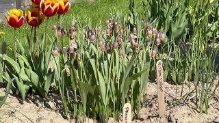 Fritillaria Uva Vulpis  Bulbs for Fall Planting [upl. by Bibby]