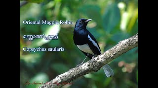 Oriental Magpie Robin  മണ്ണാത്തിപ്പുള്ള്  Copsychus saularis [upl. by Nileak]