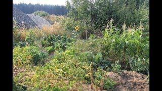 Garten im August  Gartenrundgang  Hitzewelle gut überstanden [upl. by Moselle]