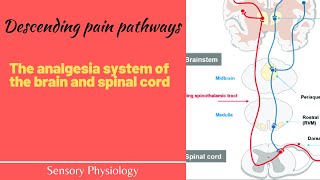 The pain suppression Analgesia system of the brain and spinal cord The descending pain pathway [upl. by Ahsienar]