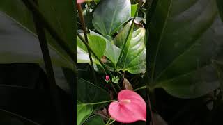 Anthurium 🌷🌿 nature flowers [upl. by Anivle]