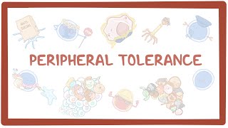 Peripheral Tolerance causes symptoms diagnosis treatment pathology [upl. by Arotal]