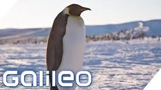 Pinguinforscher in der Antarktis  Galileo  ProSieben [upl. by Ivzt]