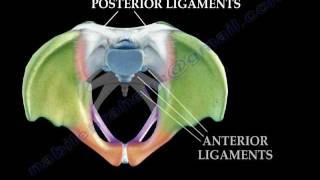 Anatomy Of The Pelvis  Everything You Need To Know  Dr Nabil Ebraheim [upl. by Akem]