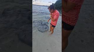 Petting stingray on cayecaulker belize [upl. by Ailama]