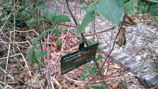 Abelmosk Ambrette Seeds Annual Hibiscus Bamia Moschata Galu Gasturi Muskdana Musk Mallow [upl. by Schnurr]