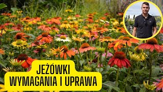 Jeżówka  wymagania i uprawa kwitnąca bylina o niesamowitej ilości kolorów kwiatów [upl. by Ver435]