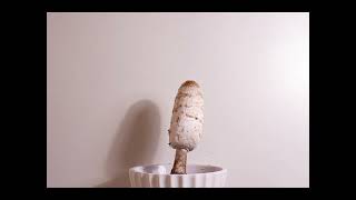 Coprinus comatus Timelapse [upl. by Nyleahs504]