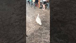 Looking for some food funny cute hawaii nature vlog travel travelvlog animal maui [upl. by Salli]