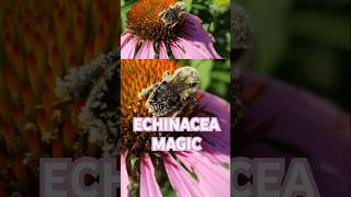 Echinacea The Immune Booster You Didnt Know About [upl. by Schacker]