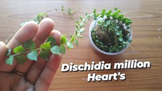 Dischidia Million heartsDischidia million hearts repottingd and carepotting mix [upl. by Cherida]