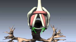 Larynx  Ligaments Membranes Vocal Cords  3D Anatomy Tutorial [upl. by Adierf]