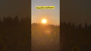 Sunflower Field  Deer Park Washington [upl. by Sophia]