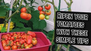 Ripen your tomatoes with these simple tips [upl. by Aninotna]