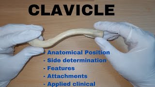 Clavicle Bone Demonstration  Anatomical Position  Attachments  Applied [upl. by Allveta]