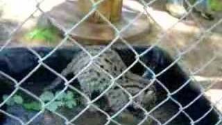 Fishing cat kitten Tori goes after goldfish [upl. by Mercier677]