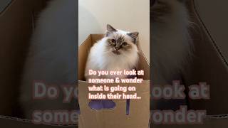 😸What is happening inside their little cat brains 🧠 Nala the Birman Cat sure keeps us guesssing [upl. by Dom]