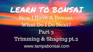 Now I Have A Bonsai Tree What Do I Do Next Part 3 Trimming amp Shaping pt2 [upl. by Ahsem]