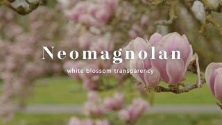 Neomagnolan  white blossom transparency [upl. by Vlada]