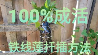 铁线莲扦插方法，100成活！同样适用其它植物 [upl. by Ednutabab]